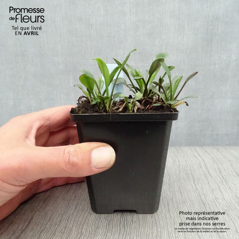 Amostra de Áster dumosus Rosenwichtel - Áster-anão-de-outono Vaso de 8/9 cm tal como entregue na primavera