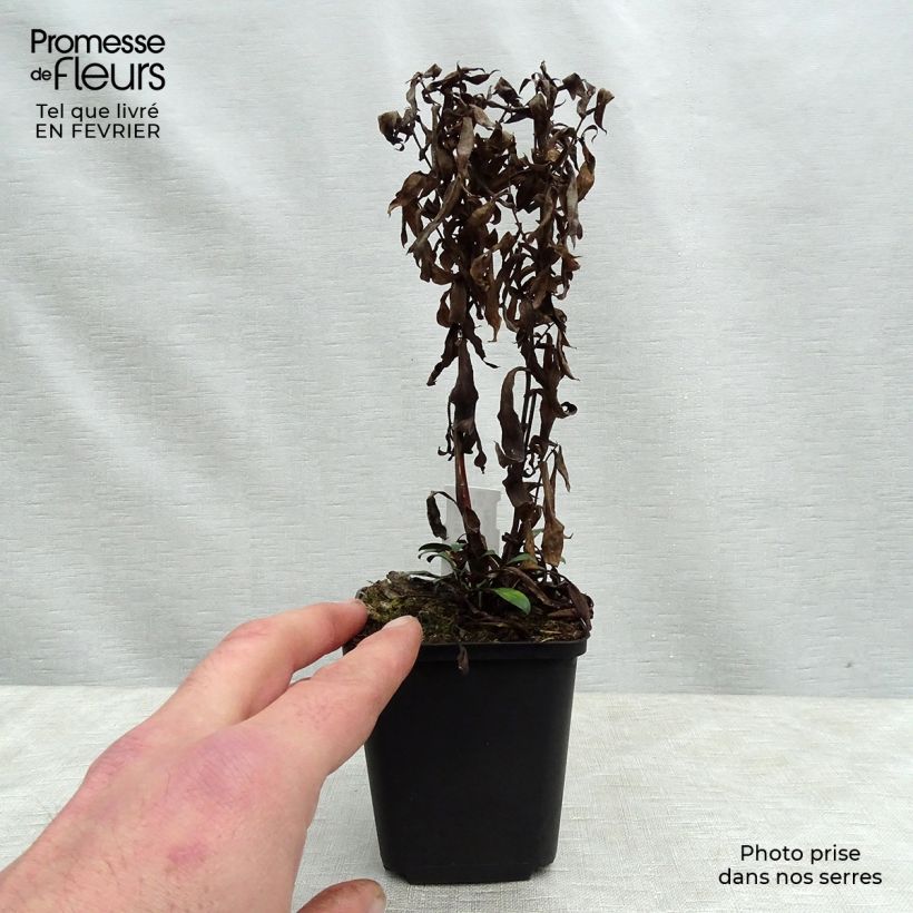 Amostra de Aster dumosus Samoa - Aster nain d'automne Vaso de 8/9 cm tal como entregue no inverno