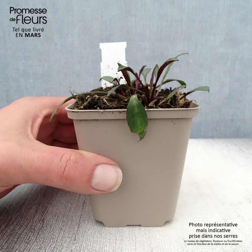 Amostra de Áster dumosus Samoa - Áster-anão-de-outono Vaso de 8/9 cm tal como entregue na primavera