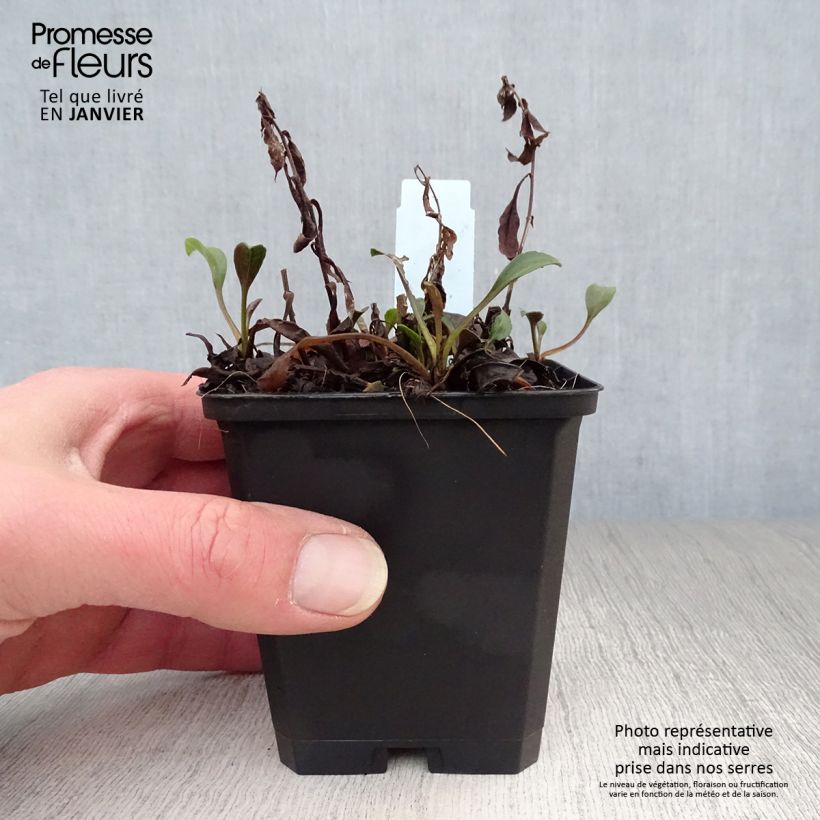 Amostra de Aster dumosus Schneekissen - Aster nain d'automne Vaso de 8/9 cm tal como entregue no inverno