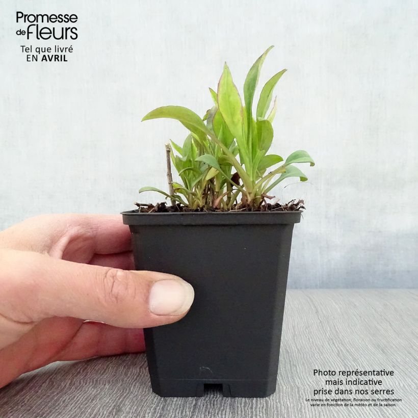 Amostra de Áster dumosus Schneekissen - Áster-anão-de-outono Vaso de 8/9 cm tal como entregue na primavera