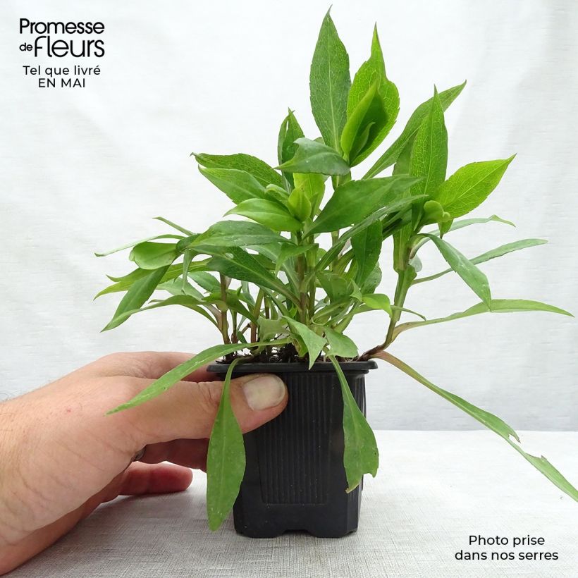 Amostra de Áster dumosus Silberblaukissen Vaso de 8/9 cm tal como entregue na primavera