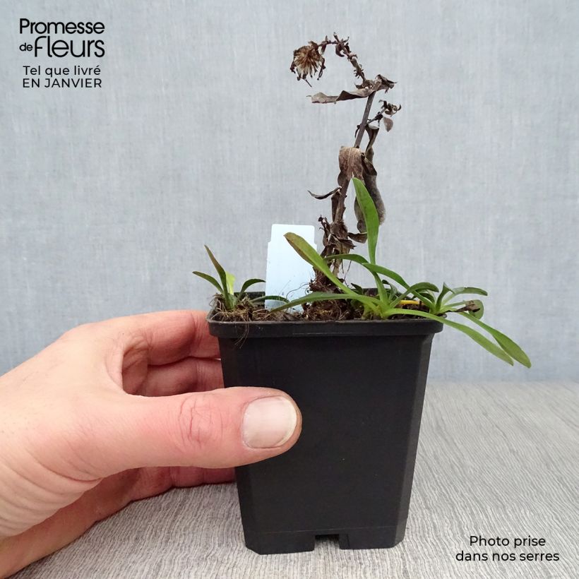 Amostra de Aster dumosus Starlight - Aster nain d’automne Vaso de 8/9 cm tal como entregue no inverno