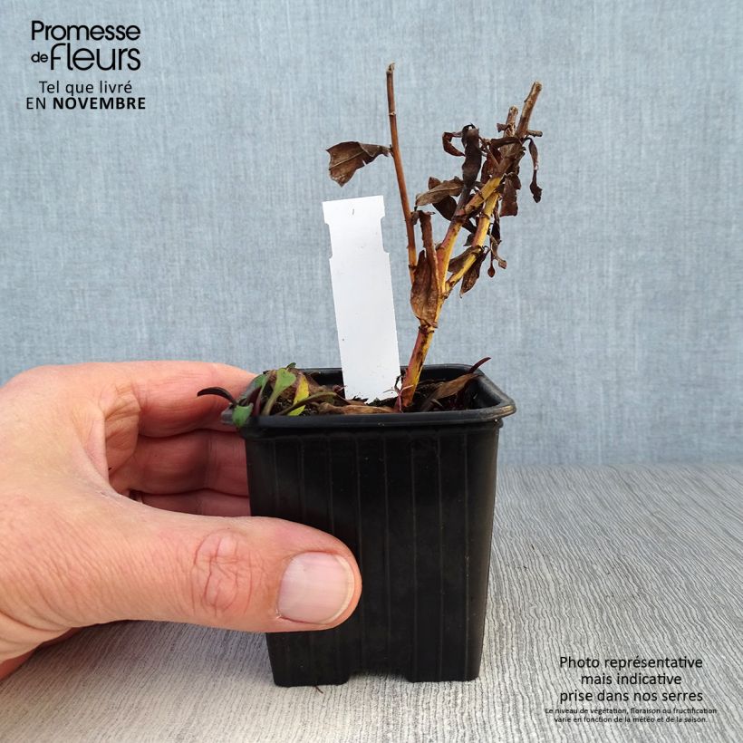 Amostra de Áster dumosus Starlight - Áster-anão-de-outono Vaso de 8/9 cm tal como entregue no outono