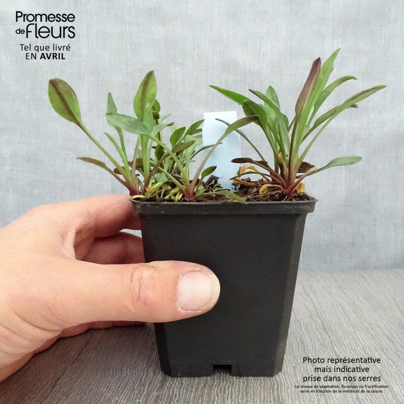 Amostra de Áster dumosus Starlight - Áster-anão-de-outono Vaso de 8/9 cm tal como entregue na primavera