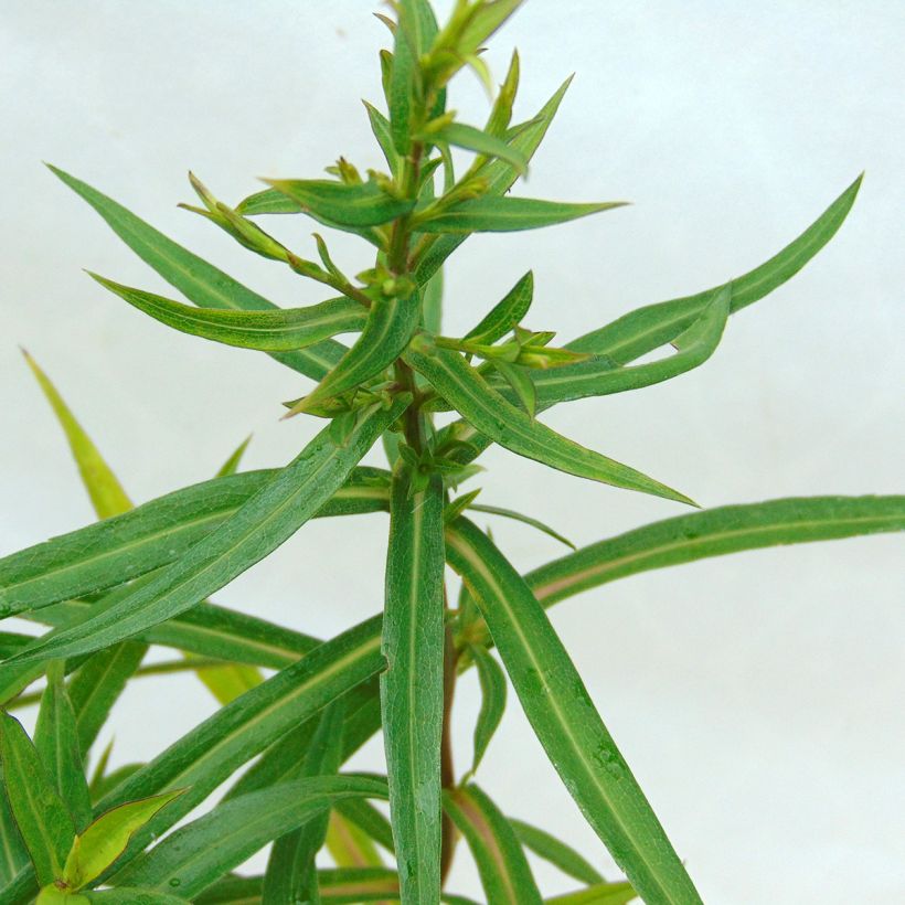 Áster dumosus Tonga - Áster Anão (Folhagem)