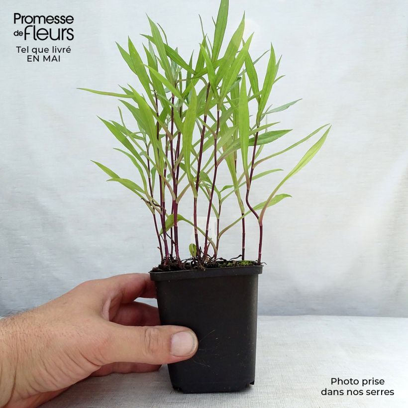 Amostra de Áster dumosus Tonga - Áster Anão Vaso de 8/9 cm tal como entregue na primavera