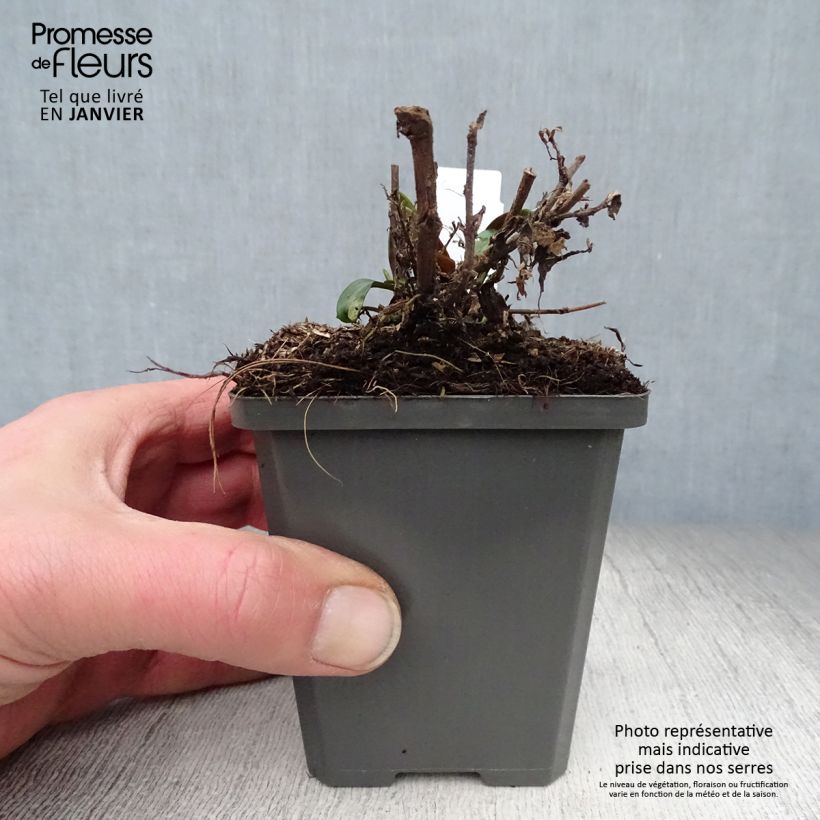 Amostra de Aster dumosus Tonga - Aster nain Vaso de 8/9 cm tal como entregue no inverno