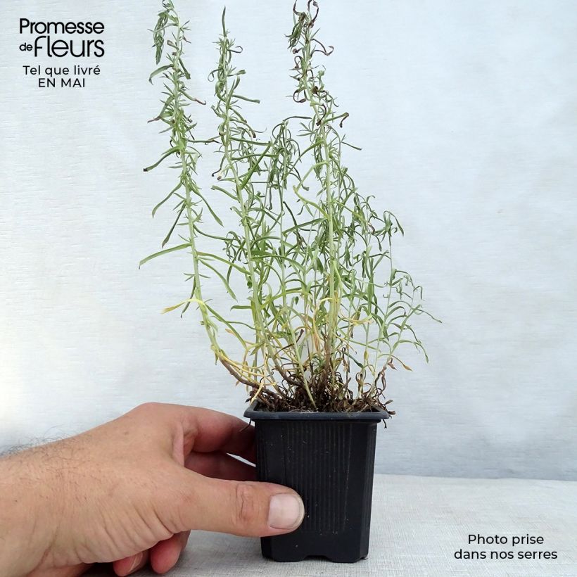 Amostra de Áster ericoides Vaso de 8/9 cm tal como entregue na primavera