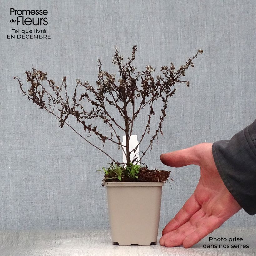 Amostra de Aster ericoides Blue Star Vaso de 8/9 cm tal como entregue no inverno