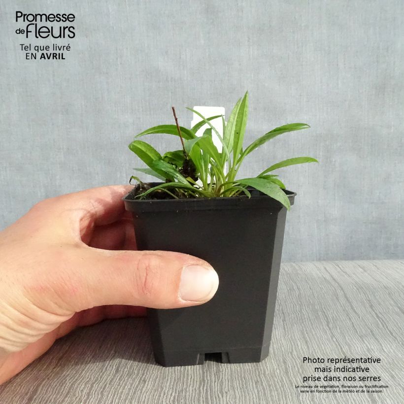 Amostra de Áster ericoïdes Blue Star Vaso de 8/9 cm tal como entregue na primavera