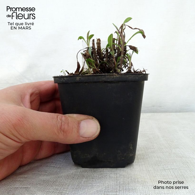 Amostra de Áster ericoides Blue Wonder Vaso de 8/9 cm tal como entregue na primavera