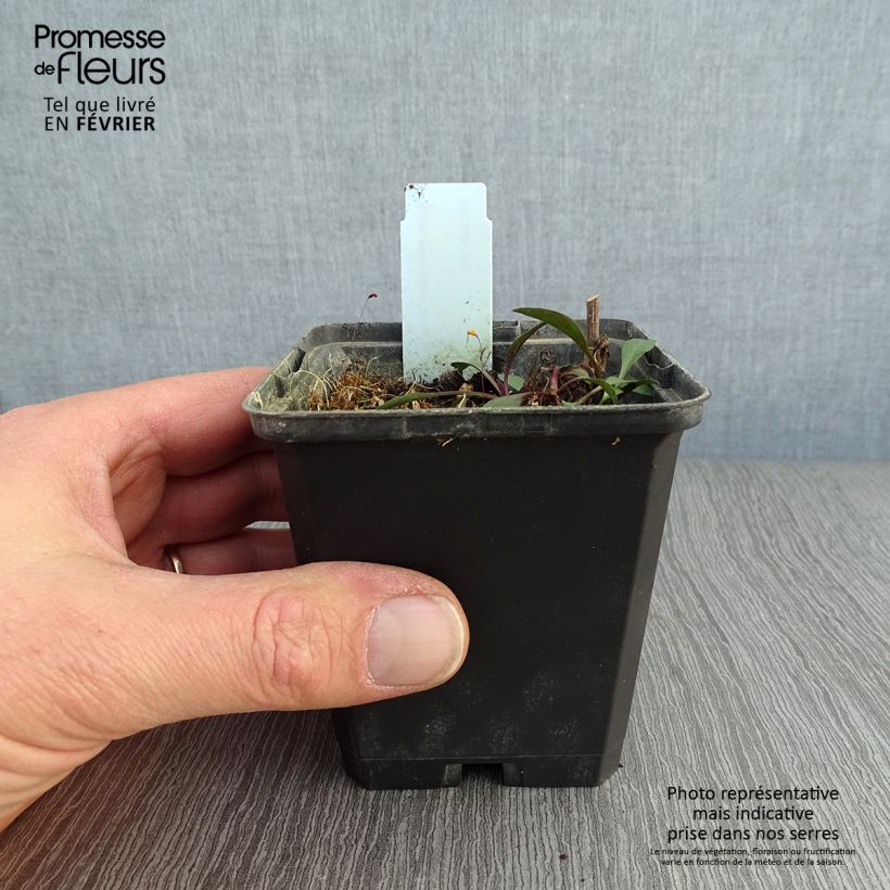 Amostra de Aster ericoides Blue Wonder Vaso de 8/9 cm tal como entregue no inverno