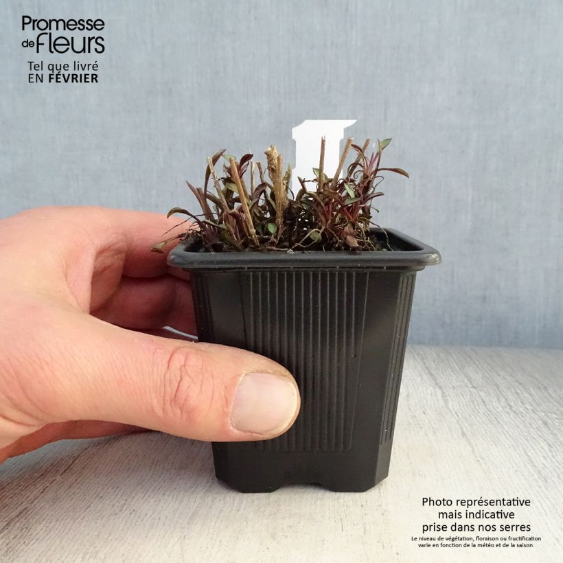 Amostra de Aster ericoïdes Esther - Aster d'automne Vaso de 8/9 cm tal como entregue no inverno