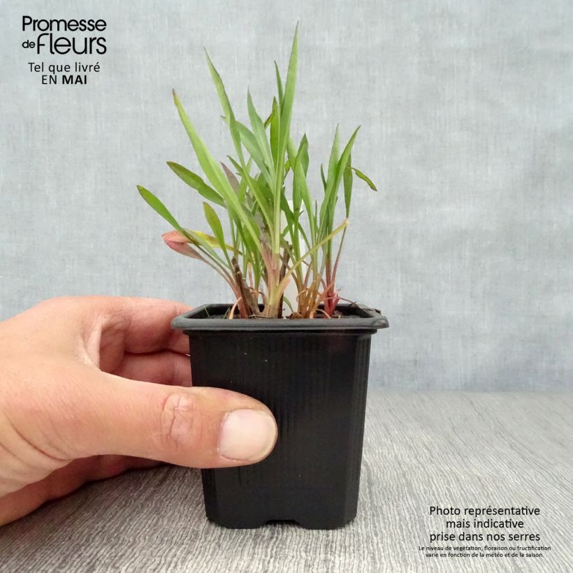 Amostra de Áster ericoïdes Esther Vaso de 8/9 cm tal como entregue na primavera