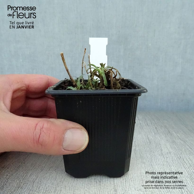 Amostra de Aster ericoïdes Vaso de 8/9 cm tal como entregue no inverno