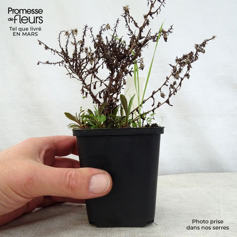 Amostra de Áster ericoides Golden Spray Vaso de 8/9 cm tal como entregue na primavera