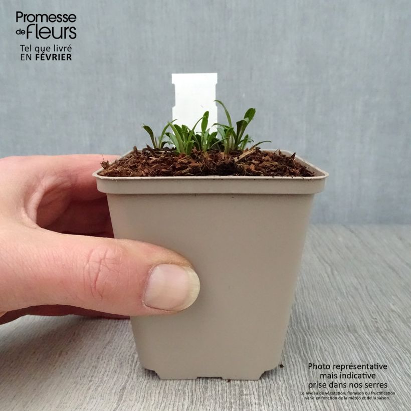 Amostra de Aster ericoides Golden Spray Vaso de 8/9 cm tal como entregue no inverno