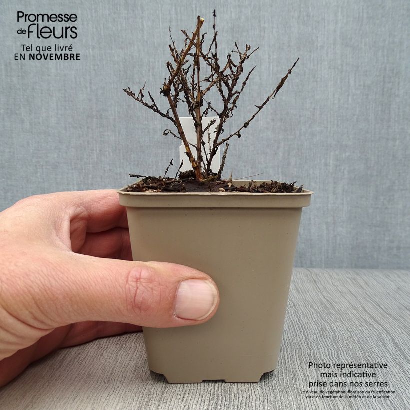 Amostra de Aster ericoides Lovely Vaso de 8/9 cm tal como entregue no outono