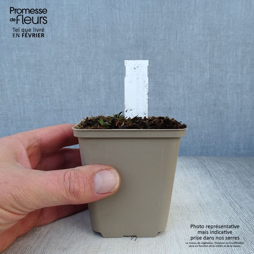 Amostra de Aster ericoïdes Lovely Vaso de 8/9 cm tal como entregue no inverno