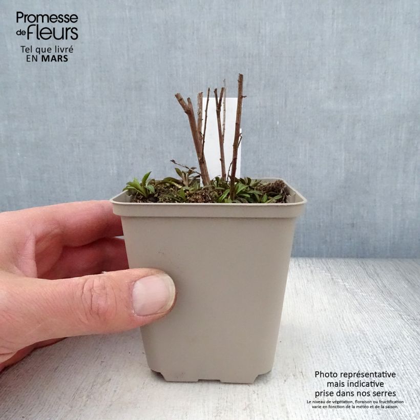 Amostra de Aster ericoides Lovely Vaso de 8/9 cm tal como entregue na primavera