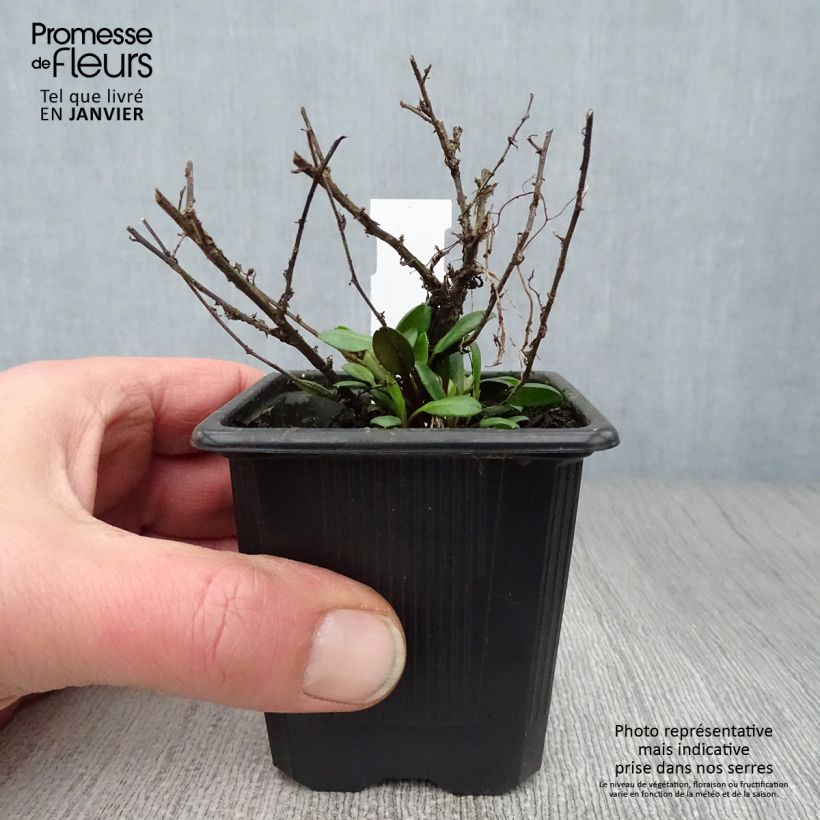 Amostra de Aster ericoïdes Pink Cloud Vaso de 7/8 cm tal como entregue no inverno