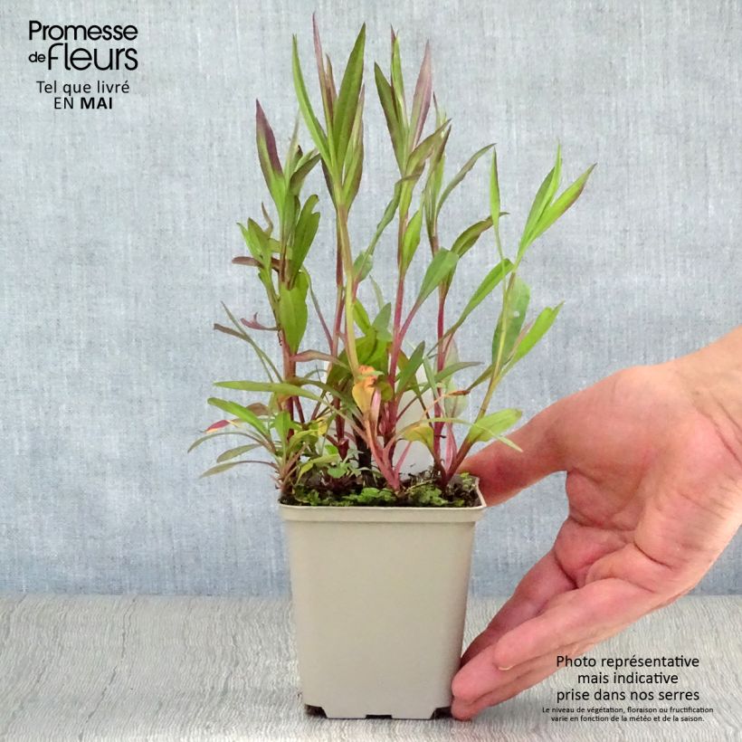 Amostra de Aster ericoides Pink Cloud Vaso de 7/8 cm tal como entregue na primavera