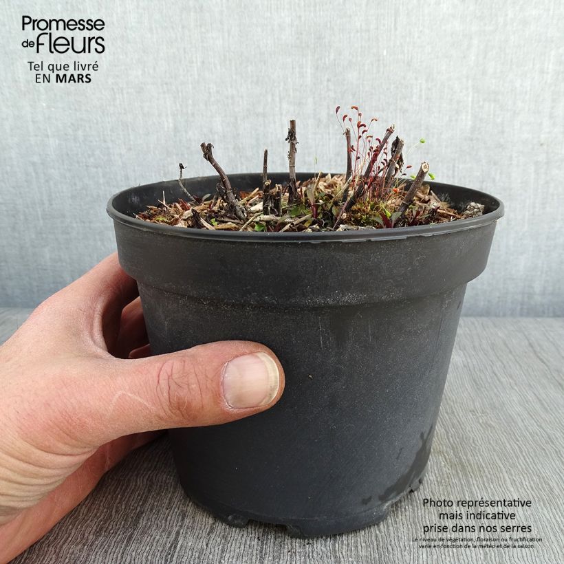 Amostra de Aster ericoïdes Pink Cloud Vaso de 2 L/3 L tal como entregue no inverno