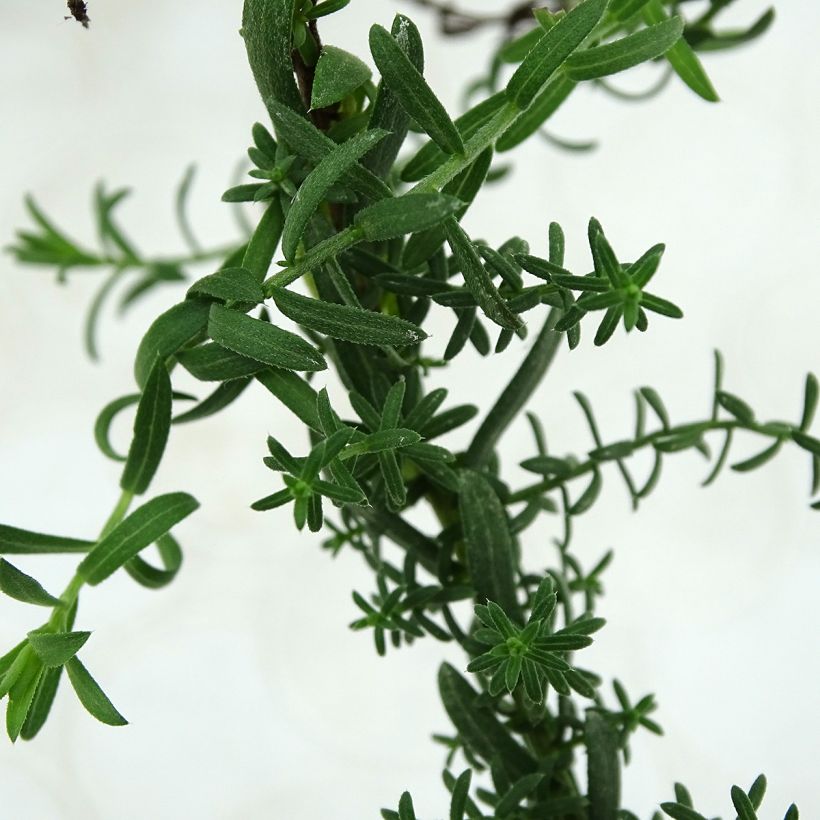 Symphyotrichum ericoides Prostrate Form - Áster-prostrado (Folhagem)