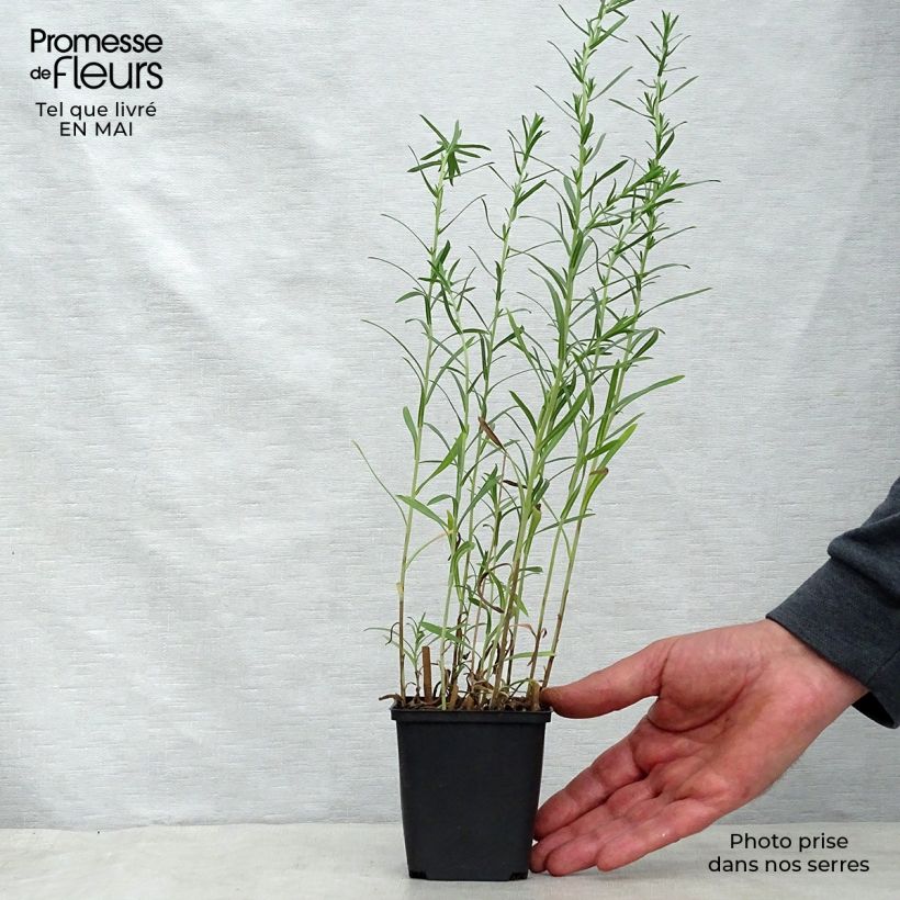 Amostra de Áster ericoïdes Schneetanne - Áster falsa-urze Vaso de 8/9 cm tal como entregue na primavera