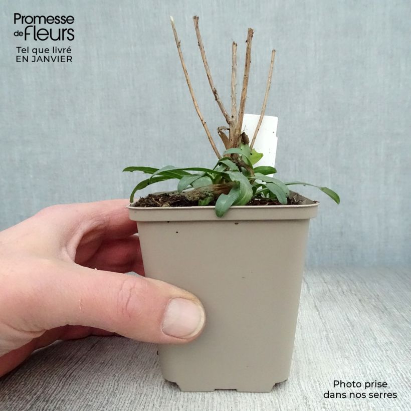 Amostra de Aster ericoïdes Schneetanne - Aster fausse-bruyère Vaso de 8/9 cm tal como entregue no inverno