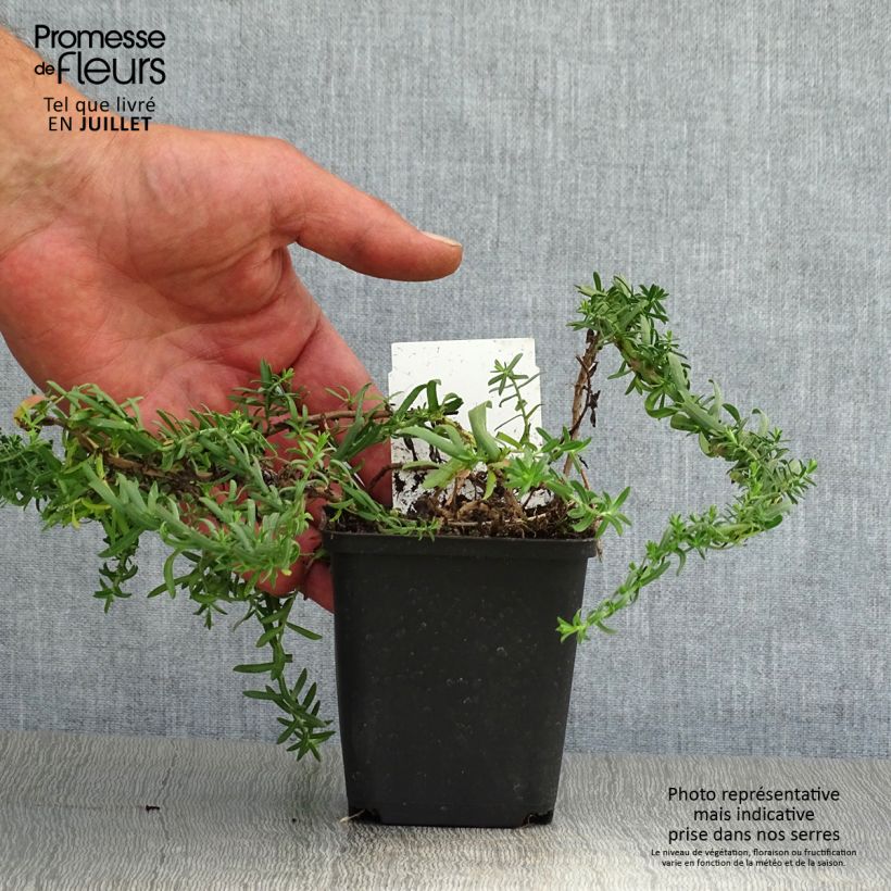 Amostra de Áster ericoïdes f. prostratus Snow Flurry - Áster falsa-urze Vaso de 7/8 cm tal como entregue no verão