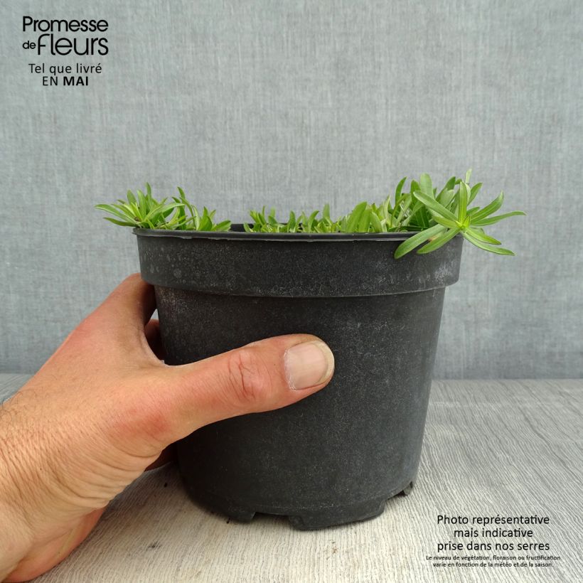 Amostra de Áster ericoïdes f. prostratus Snow Flurry - Áster falsa-urze Vaso de 2 L/3 L tal como entregue na primavera