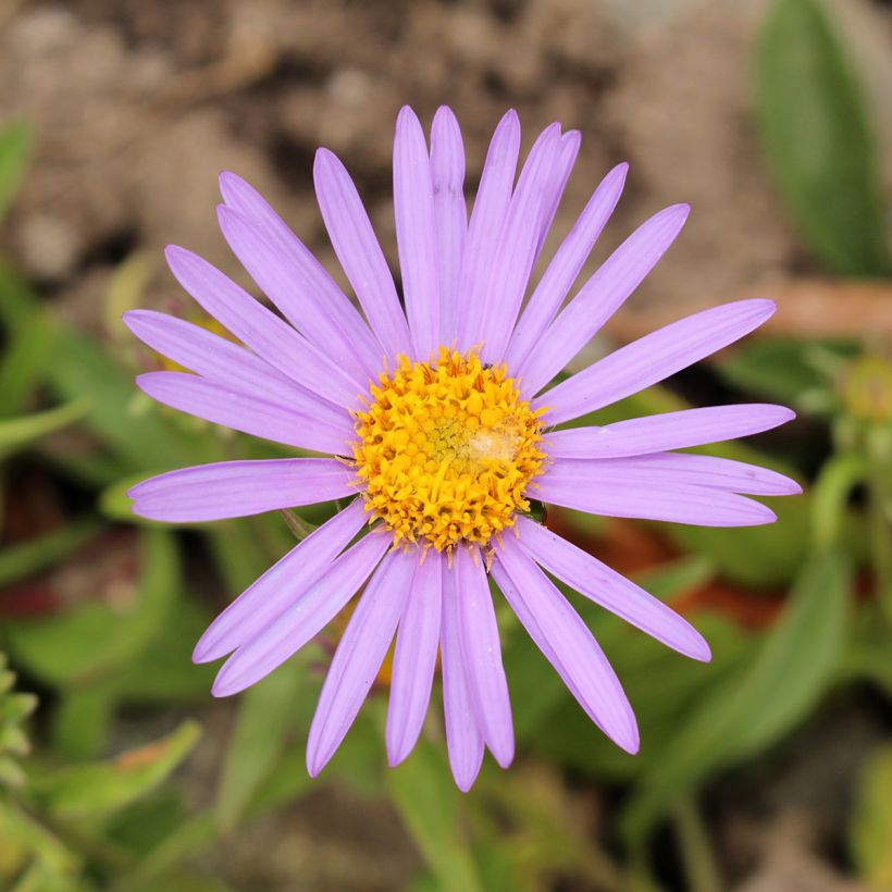 Áster farreri (Floração)