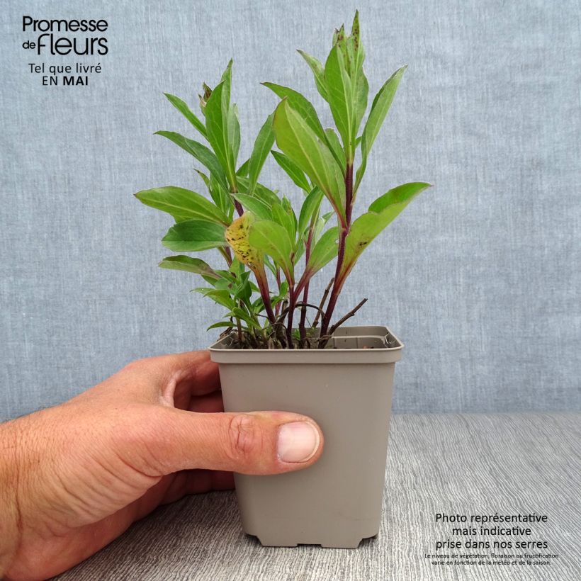 Amostra de Aster frikartii Flora s Delight Vaso de 8/9 cm tal como entregue na primavera