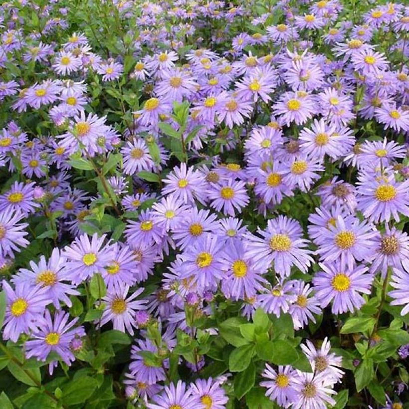 Aster frikartii Jungfrau - Áster de verão (Floração)
