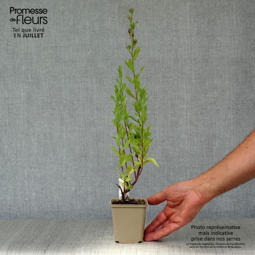 Amostra de Aster frikartii Jungfrau - Áster de verão Vaso de 8/9 cm tal como entregue no verão