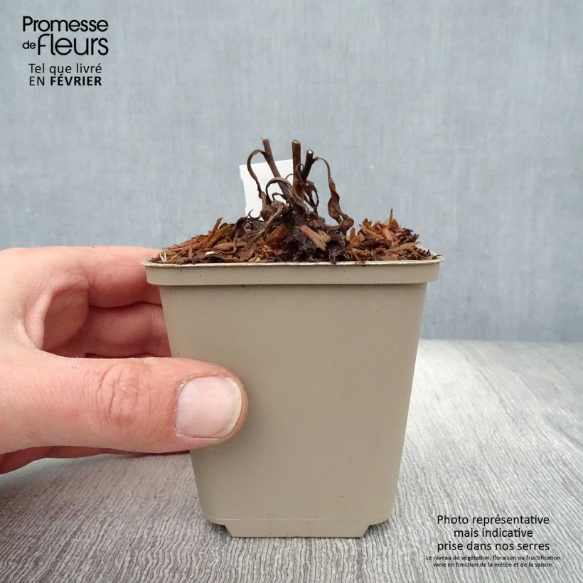 Amostra de Aster frikartii Jungfrau - Áster de verão Vaso de 8/9 cm tal como entregue no inverno