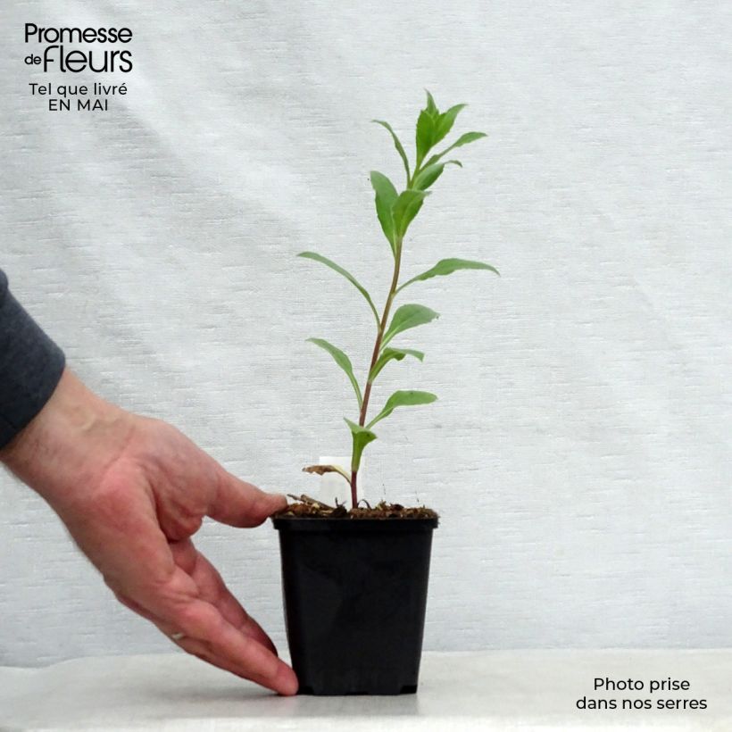 Amostra de Aster frikartii Mönch - Áster de verão Vaso de 8/9 cm tal como entregue na primavera