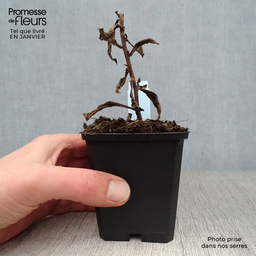 Amostra de Aster frikartii Mönch - Áster de verão Vaso de 8/9 cm tal como entregue no inverno