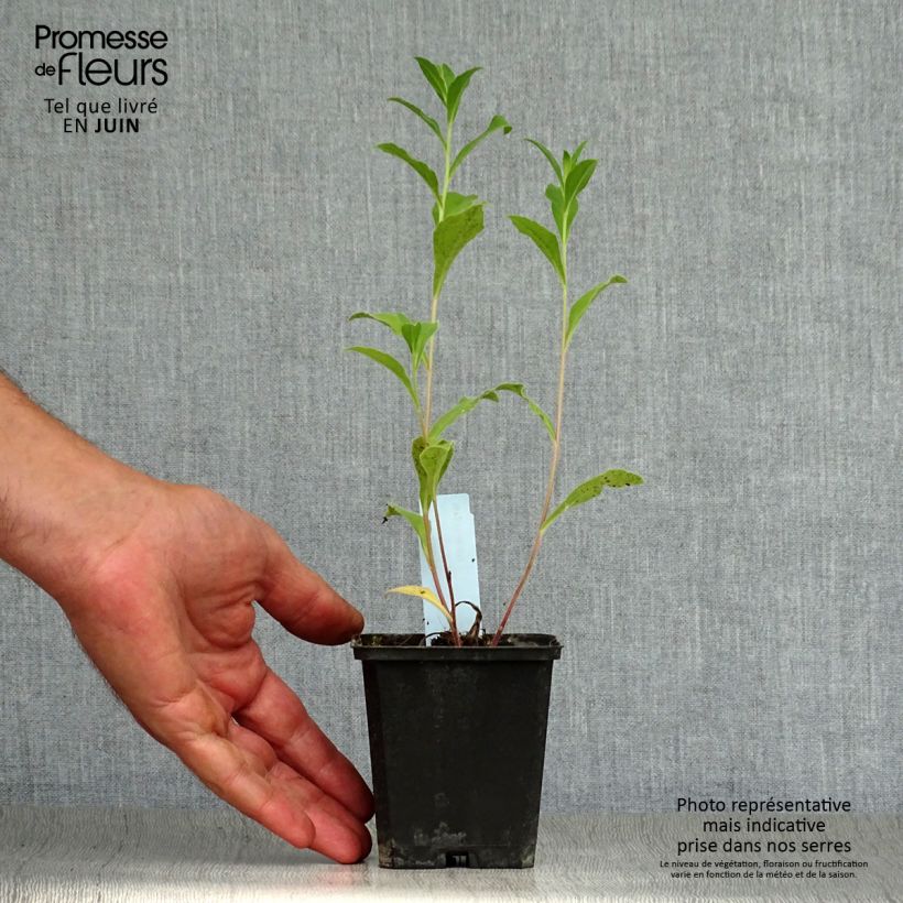 Amostra de Aster frikartii Mönch - Áster de verão Vaso de 8/9 cm tal como entregue no verão