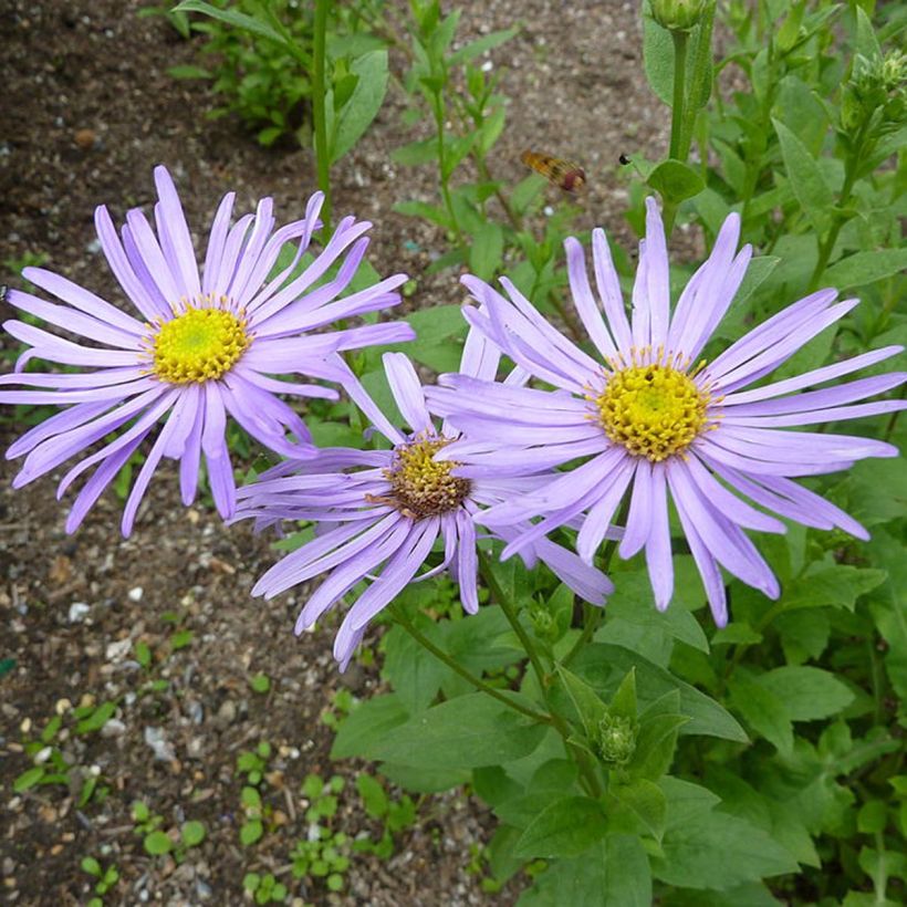 Aster frikartii Mönch - Áster de verão (Floração)