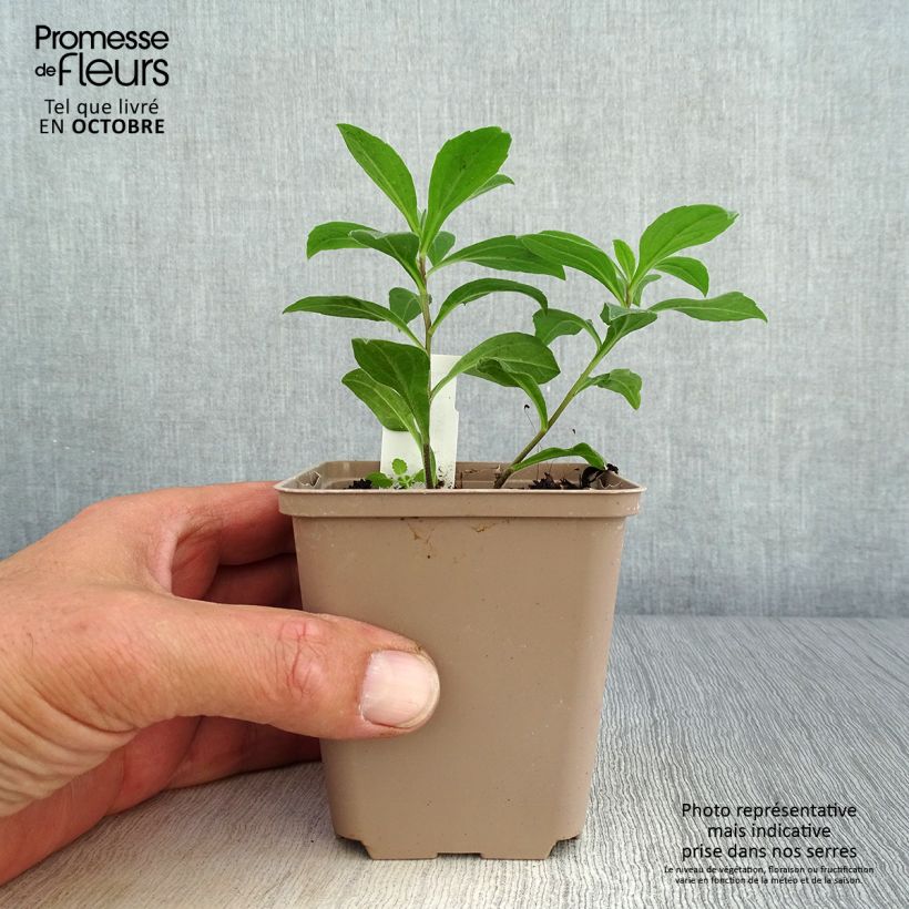 Amostra de Aster frikartii Wunder von Stäfa - Áster de verão Vaso de 8/9 cm tal como entregue no outono