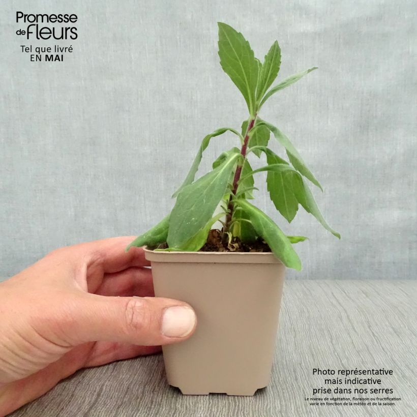 Amostra de Aster frikartii Wunder von Stäfa - Áster de verão Vaso de 8/9 cm tal como entregue na primavera