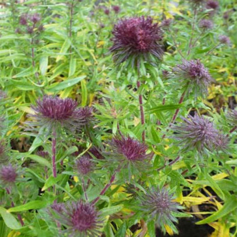 Áster híbrido Ann Leys (Floração)