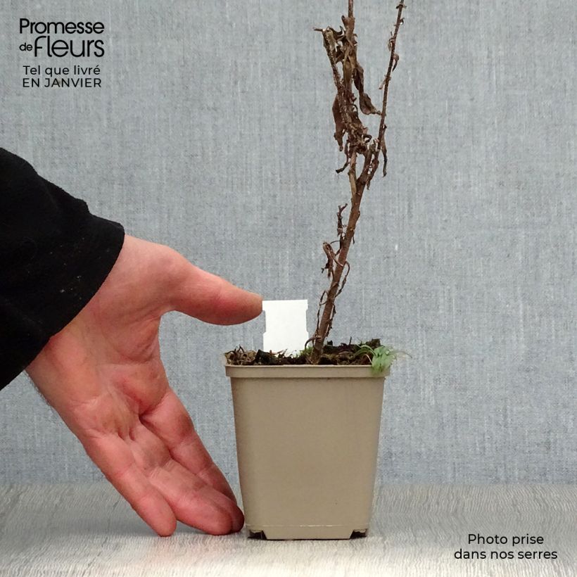 Amostra de Áster híbrido Ann Leys Vaso de 8/9 cm tal como entregue no inverno