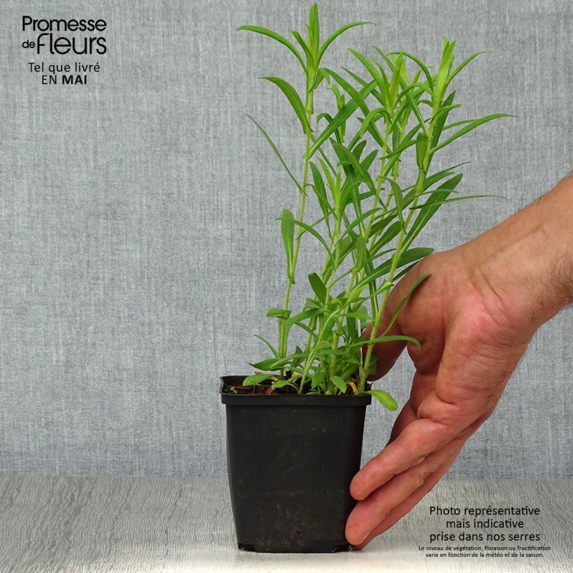 Amostra de Áster híbrido Ann Leys Vaso de 8/9 cm tal como entregue na primavera