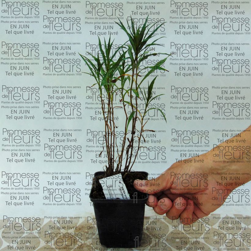 Exemplo de amostra de Aster hybride Ochtendgloren - Aster d'automne Vaso de 8/9 cm tal como entregue