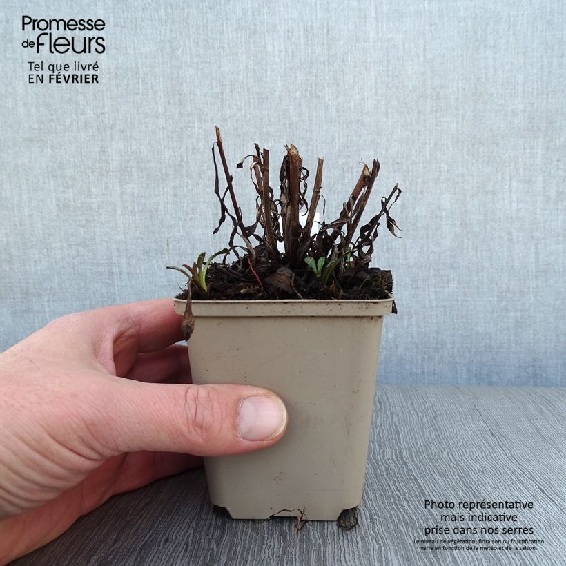 Amostra de Aster hybride Pink Star - Aster rose Vaso de 8/9 cm tal como entregue no inverno