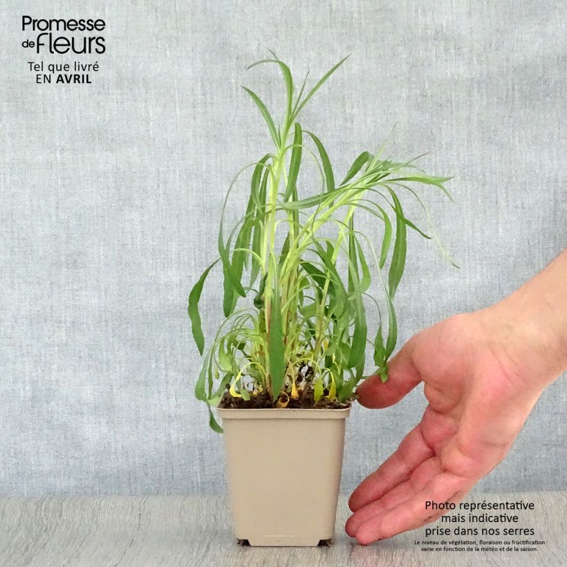 Amostra de Áster híbrido Pink Star - Áster rosa Vaso de 8/9 cm tal como entregue na primavera